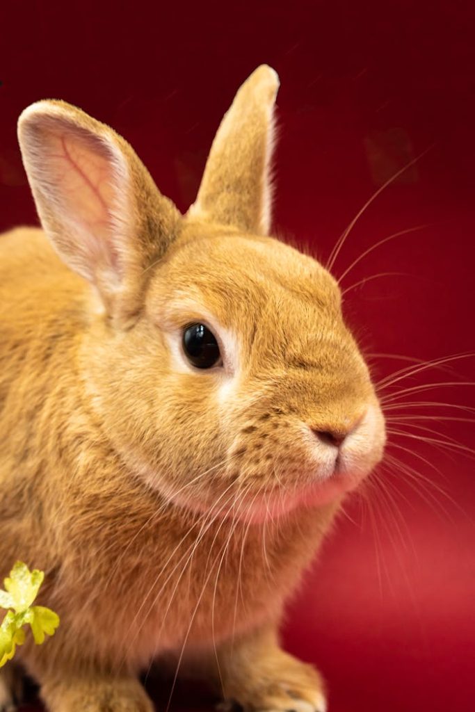 Adorable ginger rabbit against a vivid red background, showcasing its fluffy fur and curious expression.